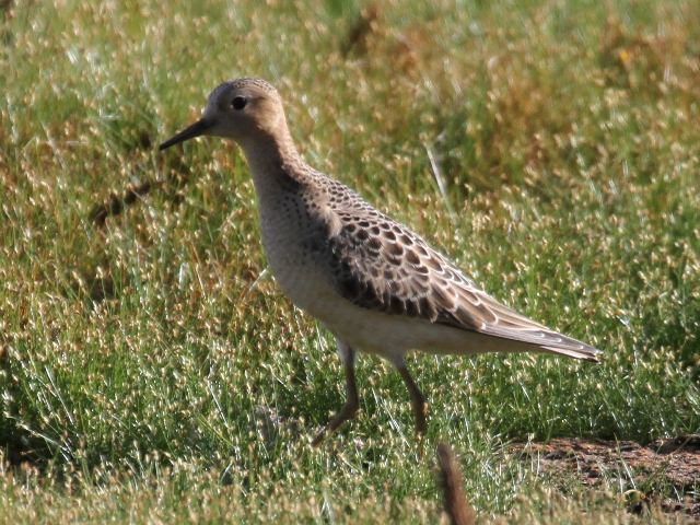 Buff-breasted Sandpiper